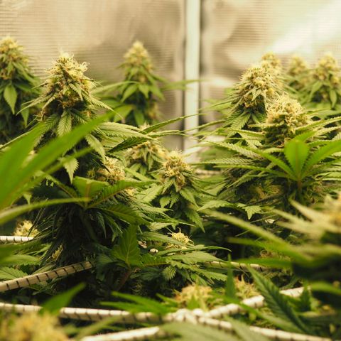 White Widow growlog timeline photo