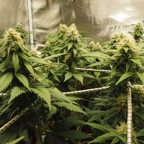 White Widow growlog timeline photo