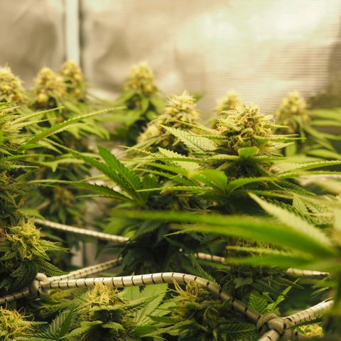 White Widow growlog timeline photo