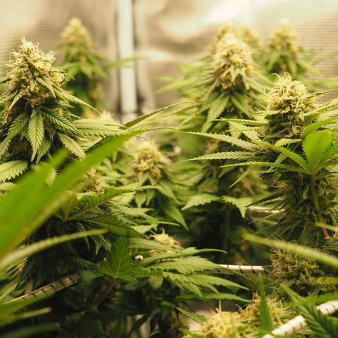 White Widow growlog timeline photo
