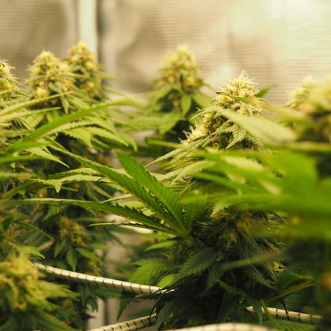 White Widow growlog timeline photo