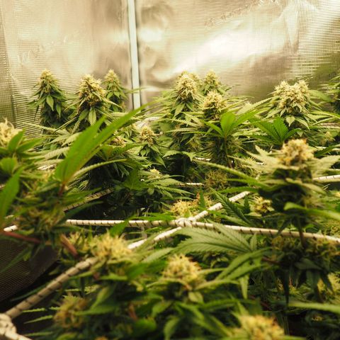 White Widow growlog timeline photo