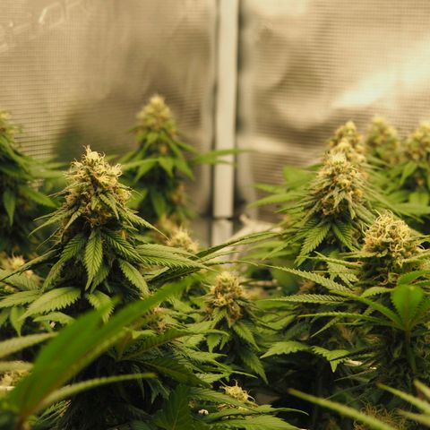White Widow growlog timeline photo