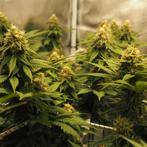 White Widow growlog timeline photo