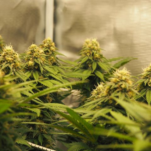 White Widow growlog timeline photo