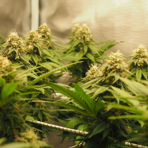 White Widow growlog timeline photo