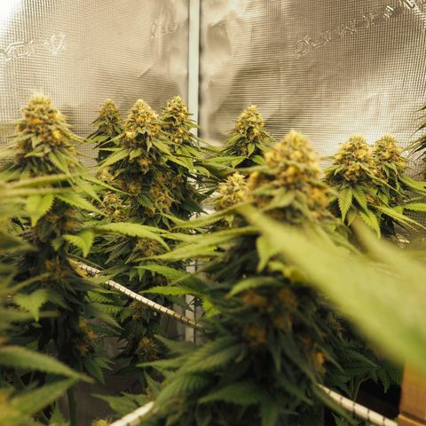 White Widow growlog timeline photo