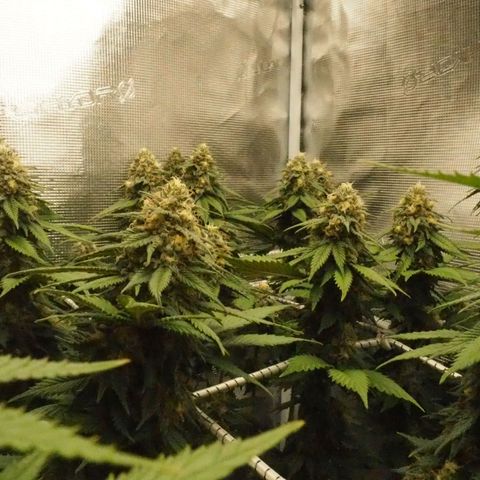 White Widow growlog timeline photo