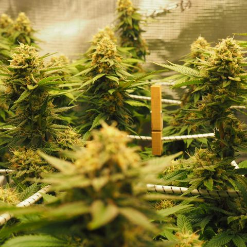 White Widow growlog timeline photo