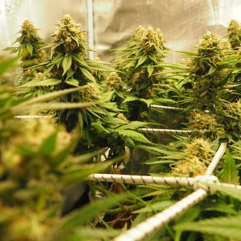 White Widow growlog timeline photo