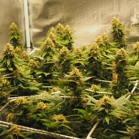 White Widow growlog timeline photo