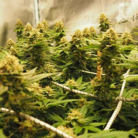 White Widow growlog timeline photo