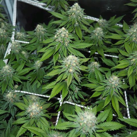 White Widow growlog timeline photo