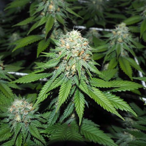 White Widow growlog timeline photo