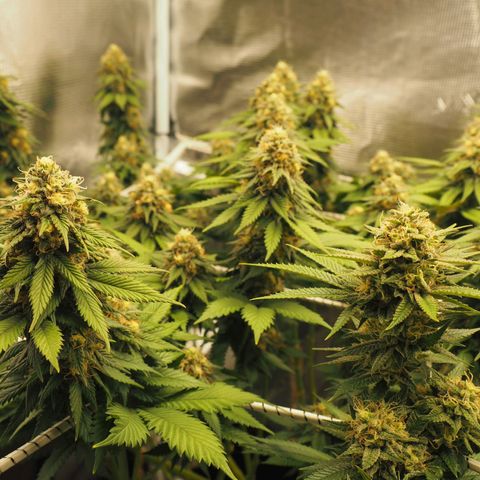 White Widow growlog timeline photo