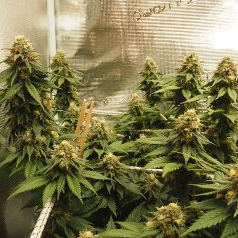 White Widow growlog timeline photo