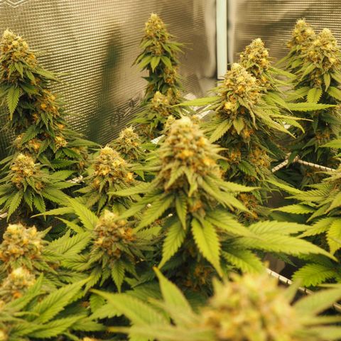 White Widow growlog timeline photo