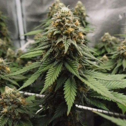 White Widow growlog timeline photo