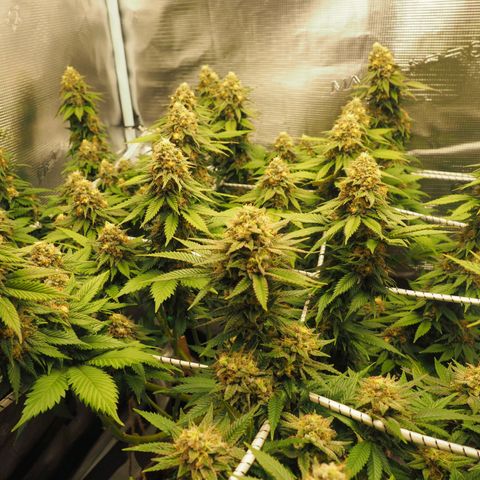 White Widow growlog timeline photo
