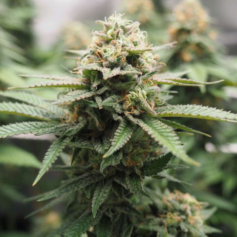 White Widow growlog timeline photo