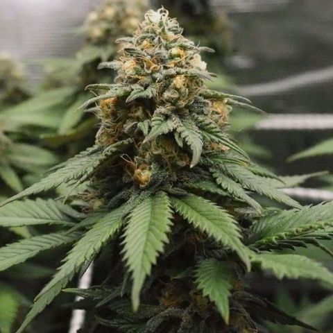 White Widow growlog timeline photo