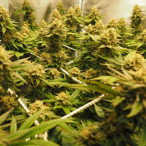 White Widow growlog timeline photo