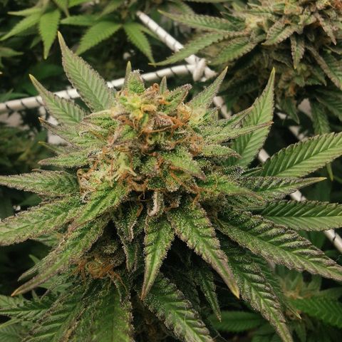 White Widow growlog timeline photo