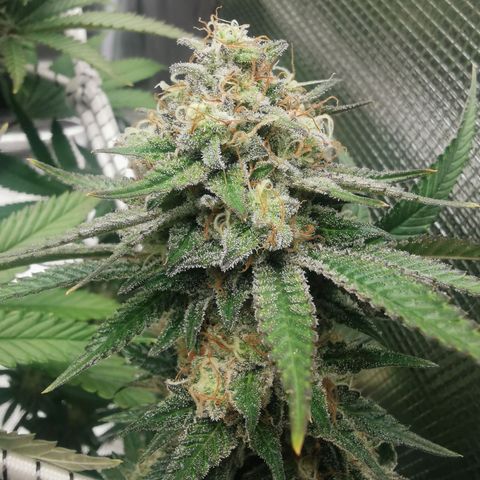 White Widow growlog timeline photo
