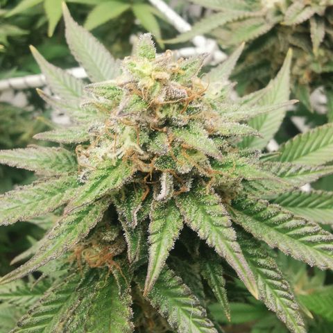 White Widow growlog timeline photo