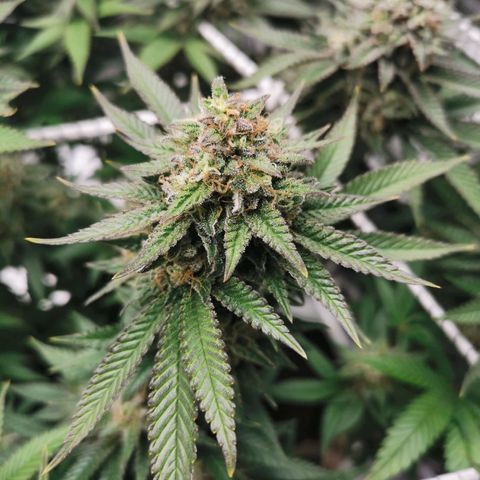 White Widow growlog timeline photo