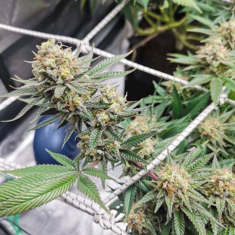 White Widow growlog timeline photo