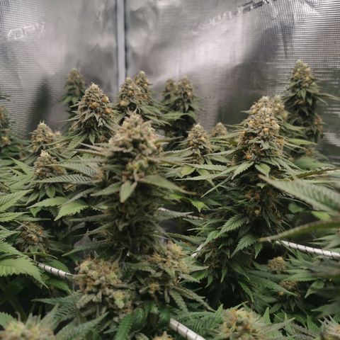 White Widow growlog timeline photo