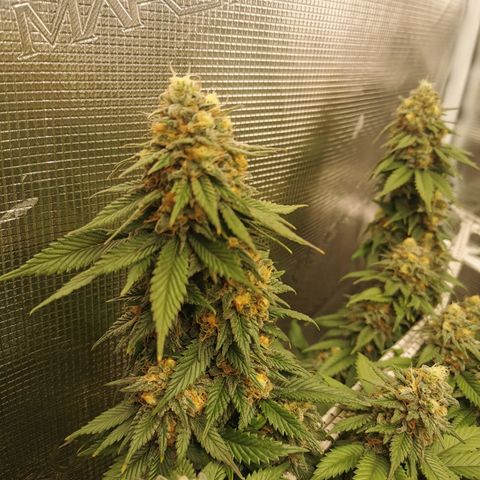 White Widow growlog timeline photo