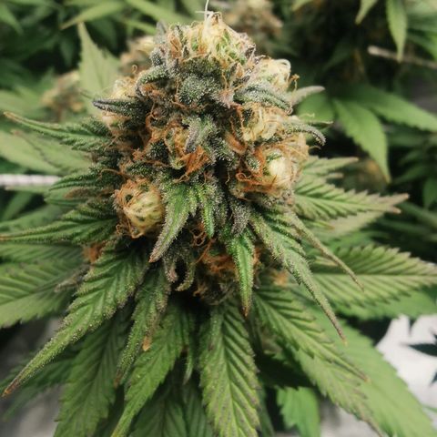 White Widow growlog timeline photo