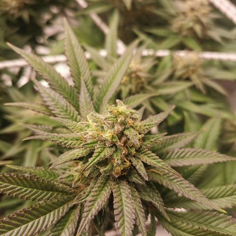 White Widow growlog timeline photo