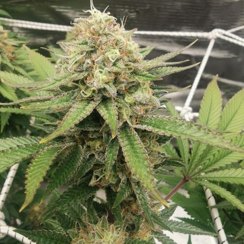 White Widow growlog timeline photo