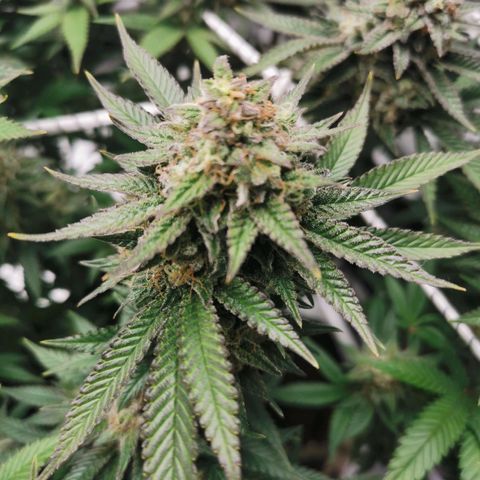 White Widow growlog timeline photo