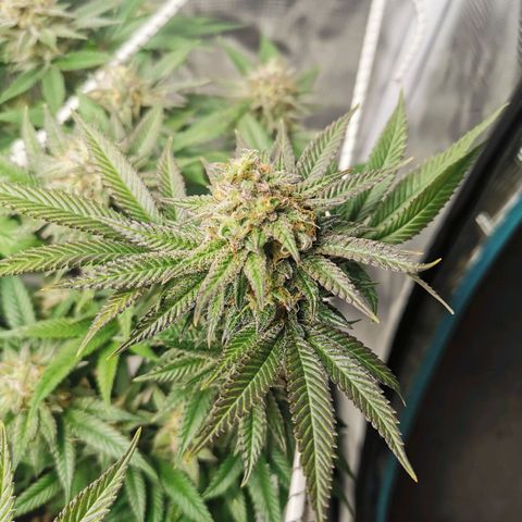 White Widow growlog timeline photo