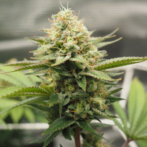 White Widow growlog timeline photo