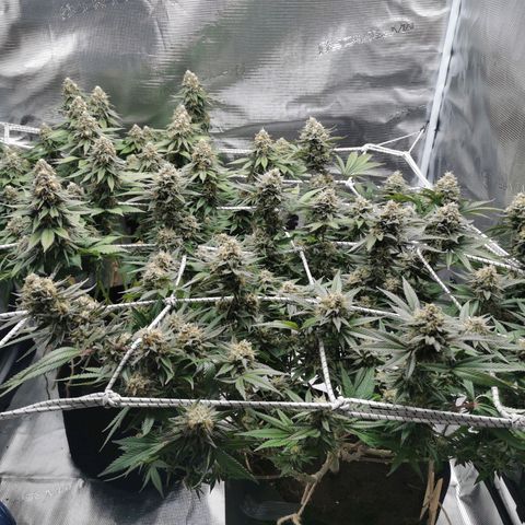 White Widow growlog timeline photo
