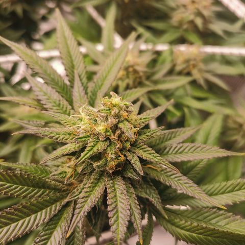White Widow growlog timeline photo