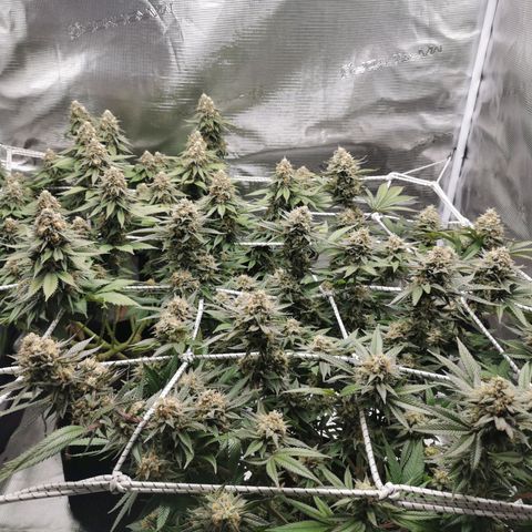 White Widow growlog timeline photo