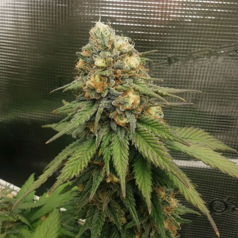 White Widow growlog timeline photo