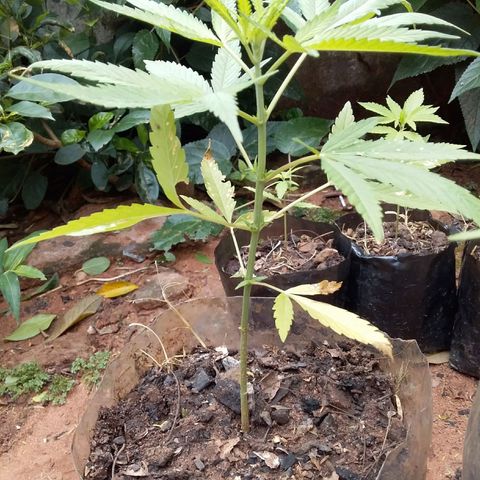 Genética desconocida growlog timeline photo