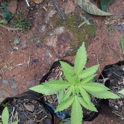 Genética desconocida growlog timeline photo