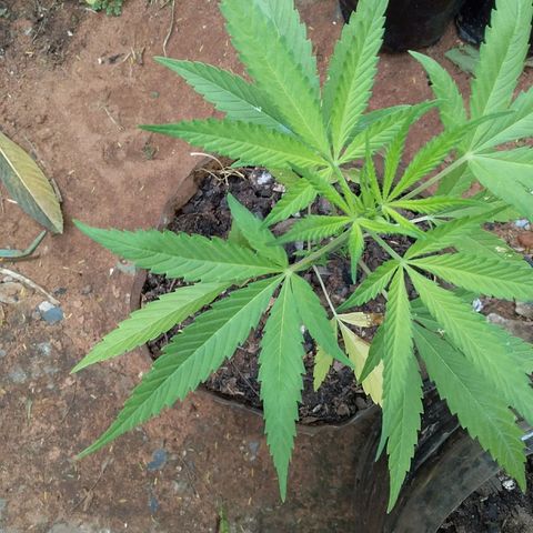 Genética desconocida growlog timeline photo