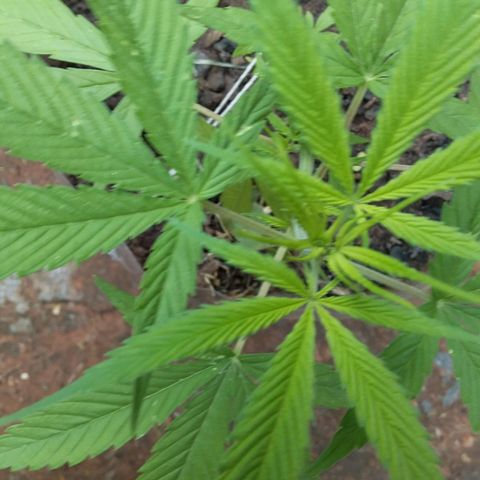 Genética desconocida growlog timeline photo