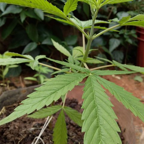 Genética desconocida growlog timeline photo