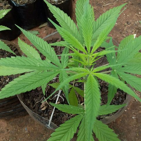 Genética desconocida growlog timeline photo