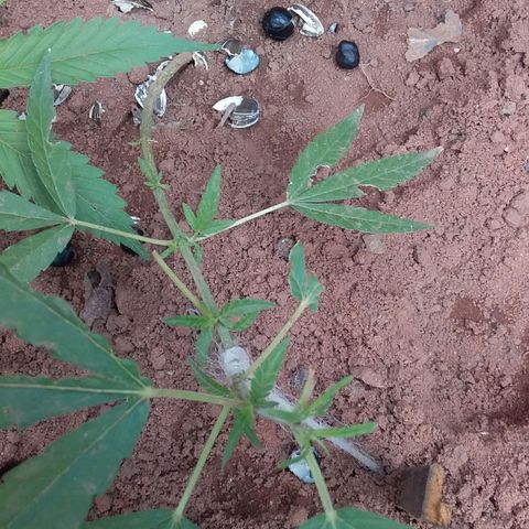 Genética desconocida growlog photo: Poda de bajos y hojas carcomidas